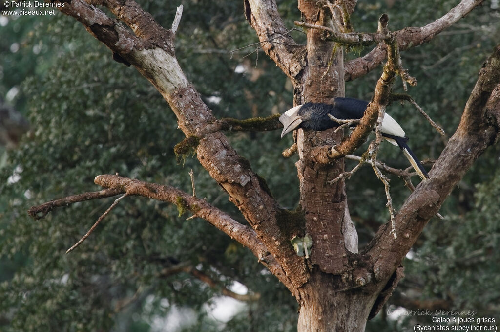 Black-and-white-casqued Hornbill, identification, habitat