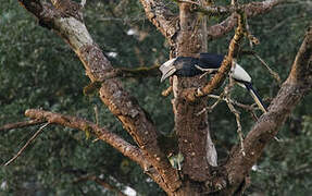 Black-and-white-casqued Hornbill