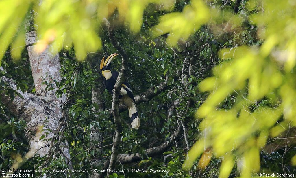 Great Hornbill