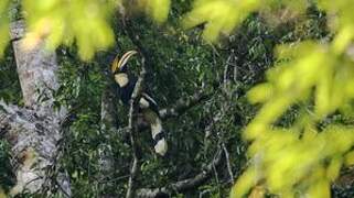 Great Hornbill