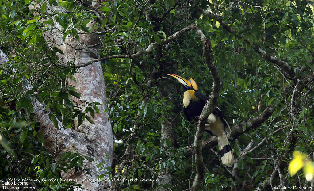 Great Hornbill