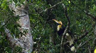 Great Hornbill