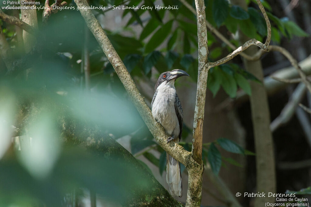 Sri Lanka Grey Hornbill female, identification, habitat