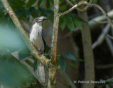 Sri Lanka Grey Hornbill