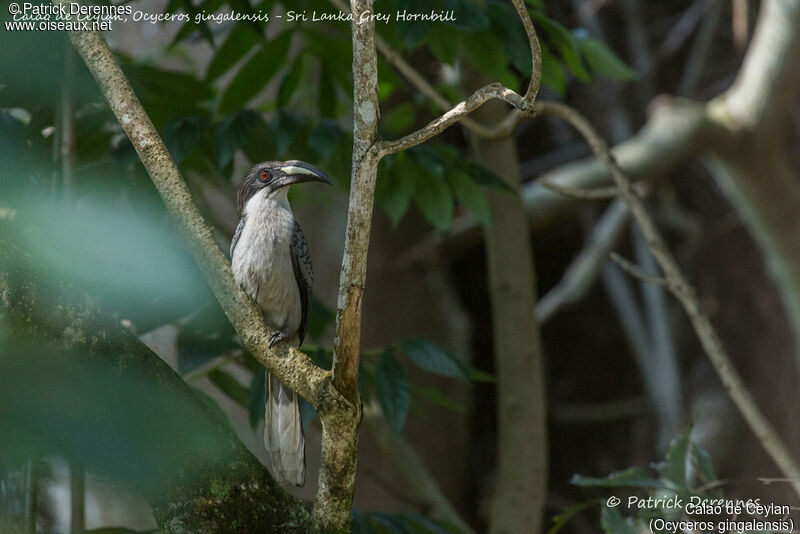 Sri Lanka Grey Hornbill female, identification, habitat
