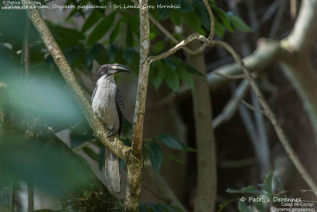 Calao de Ceylan femelle, identification, habitat