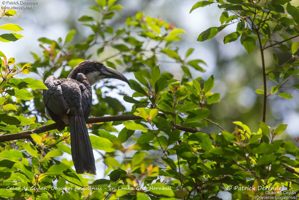 Sri Lanka Grey Hornbill female, identification, habitat