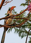 Von der Decken's Hornbill