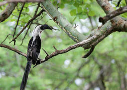 Von der Decken's Hornbill