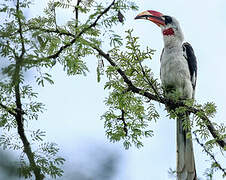 Von der Decken's Hornbill