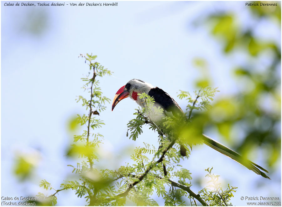 Von der Decken's Hornbill male adult, identification