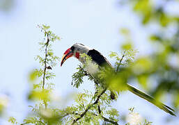 Von der Decken's Hornbill