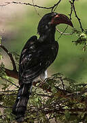 Hemprich's Hornbill