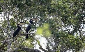 Malabar Pied Hornbill