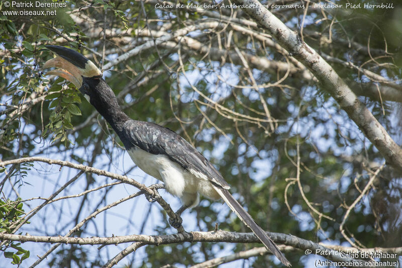 Malabar Pied Hornbill male, identification, habitat, feeding habits