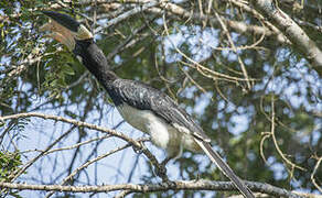 Malabar Pied Hornbill