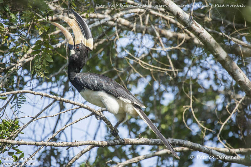 Malabar Pied Hornbill male adult, identification, feeding habits