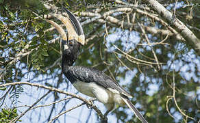 Malabar Pied Hornbill