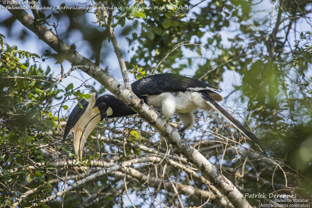 Malabar Pied Hornbill male, identification, habitat, feeding habits