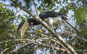 Malabar Pied Hornbill