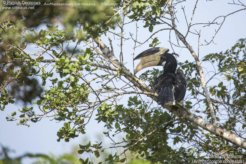 Malabar Pied Hornbill male, identification, habitat