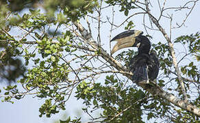 Malabar Pied Hornbill