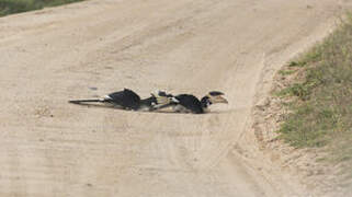 Malabar Pied Hornbill