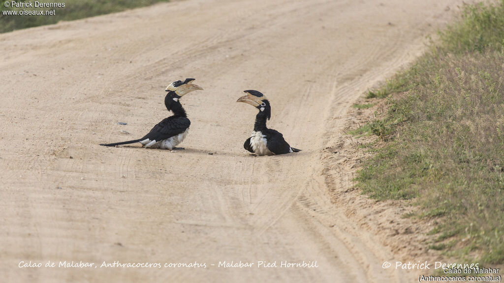 Malabar Pied Hornbilladult breeding, Behaviour