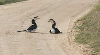 Malabar Pied Hornbill