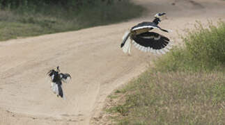 Malabar Pied Hornbill