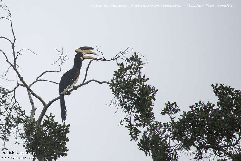 Malabar Pied Hornbill male adult, habitat, pigmentation, song