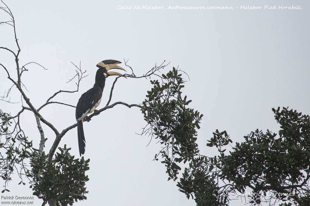 Calao de Malabar mâle adulte, habitat, pigmentation, chant