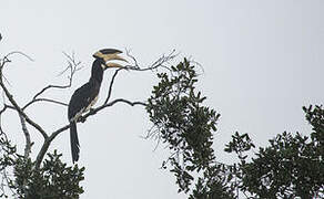 Malabar Pied Hornbill