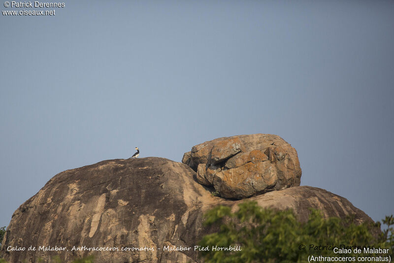 Malabar Pied Hornbill, habitat
