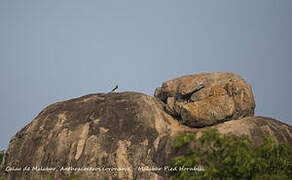 Malabar Pied Hornbill