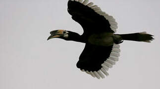 Oriental Pied Hornbill