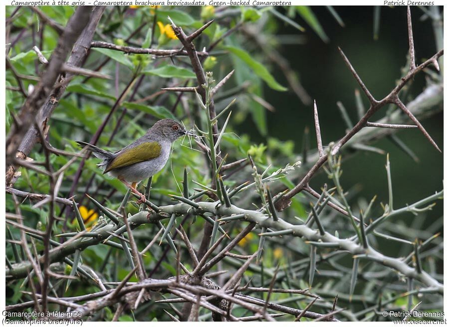 Green-backed Camaropteraadult, identification, Reproduction-nesting