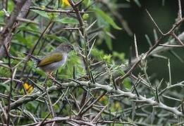 Green-backed Camaroptera