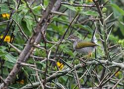 Green-backed Camaroptera