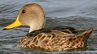 Yellow-billed Pintail