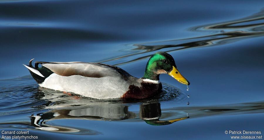 Mallard male adult breeding, identification