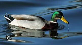 Mallard