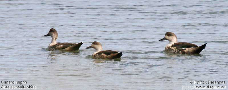 Canard huppé