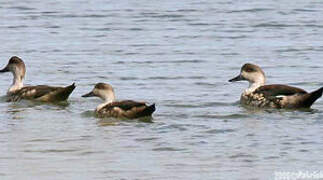 Crested Duck