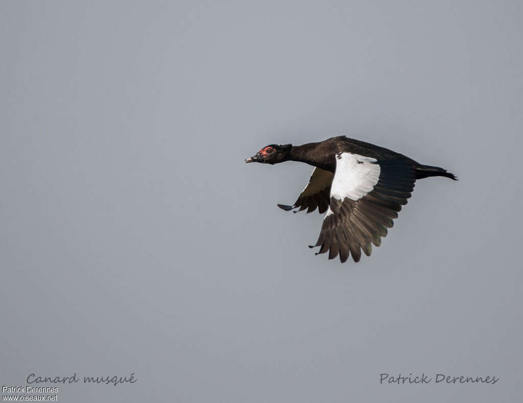 Canard musquéadulte, Vol