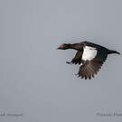 Canard musqué