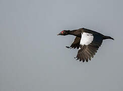 Muscovy Duck