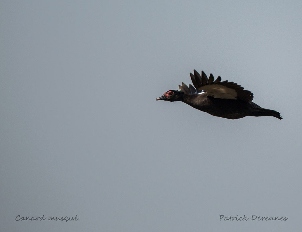 Muscovy Duck, Flight