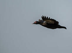 Muscovy Duck