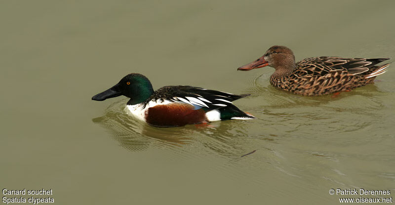 Canard souchet 